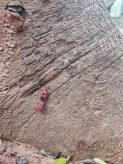 Probergrothius sanguinolens