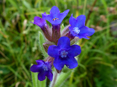 Anchusa officinalis