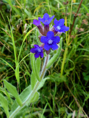 Anchusa officinalis