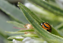 Coccinella miranda