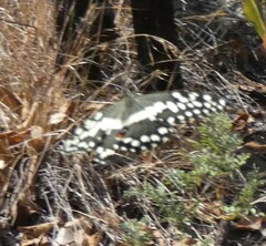 Papilio demodocus
