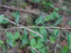 Draba sibirica