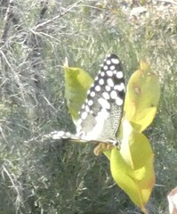 Papilio demodocus