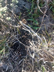 Raphicerus campestris