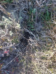 Raphicerus campestris