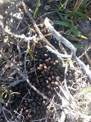 Raphicerus campestris