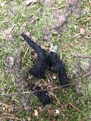 Nyctereutes procyonoides