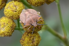 Carpocoris fuscispinus