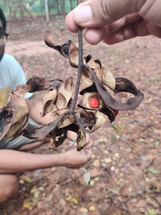 Adenanthera pavonina
