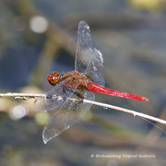 Rhodothemis lieftincki