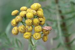 Carpocoris fuscispinus