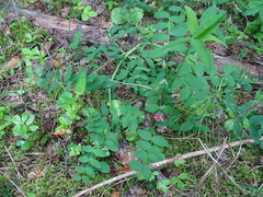 Lathyrus pisiformis