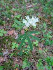 Trifolium lupinaster