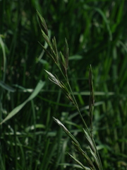 Bromus catharticus