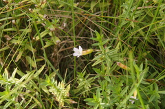 Gratiola officinalis