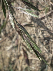 Bromus catharticus