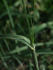 Bromus catharticus