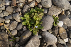 Myosotis rehsteineri