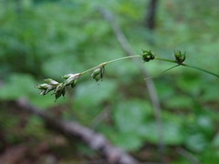 Carex loliacea