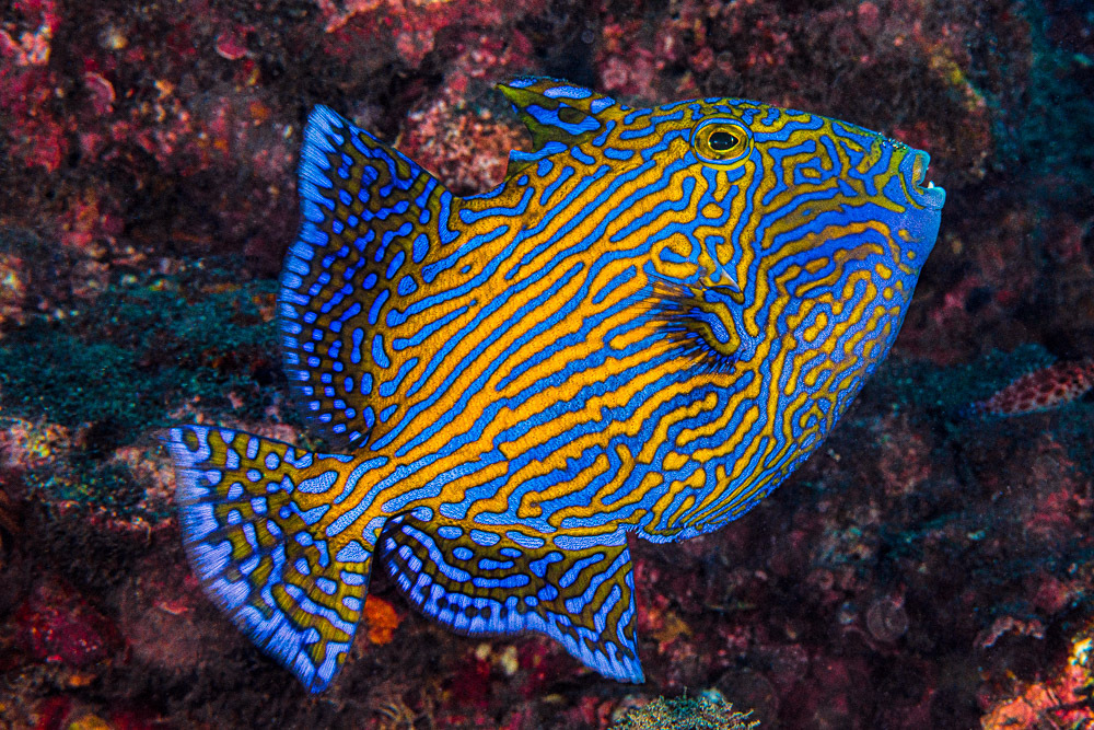 Blue triggerfish (Pseudobalistes fuscus) — Balistidae