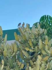 Serinus canaria canaria