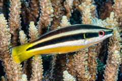 Yellowtail Tubelip photo 2