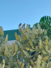 Serinus canaria canaria