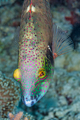 Cheilinus chlorourus