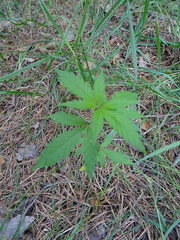 Cannabis sativa spontanea