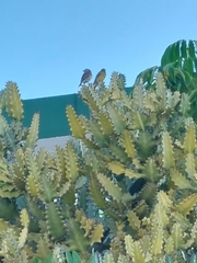 Serinus canaria canaria