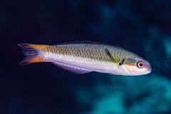 Thalassoma amblycephalus