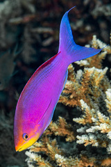 Mirolabrichthys tuka