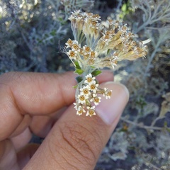 Plecostachys serpyllifolia
