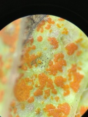 Coleosporium campanulae