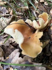 Paralepista flaccida