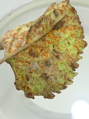 Coleosporium campanulae