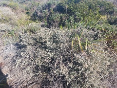 Plecostachys serpyllifolia