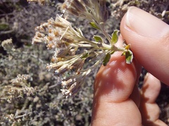 Plecostachys serpyllifolia