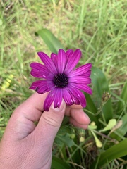 Dimorphotheca fruticosa