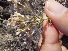 Plecostachys serpyllifolia