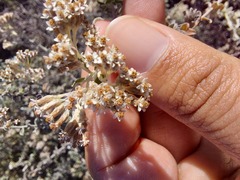 Plecostachys serpyllifolia