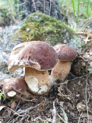 Boletus reticulatus