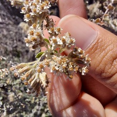 Plecostachys serpyllifolia