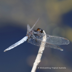 Crocothemis nigrifrons