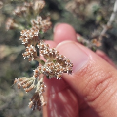 Plecostachys serpyllifolia