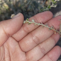 Plecostachys serpyllifolia