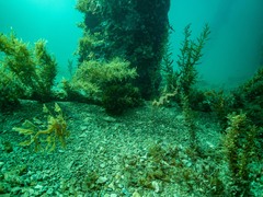 Phycodurus eques