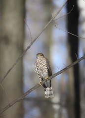 Accipiter nisus