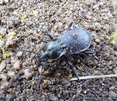 Carabus hortensis