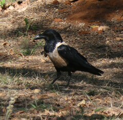Corvus albus